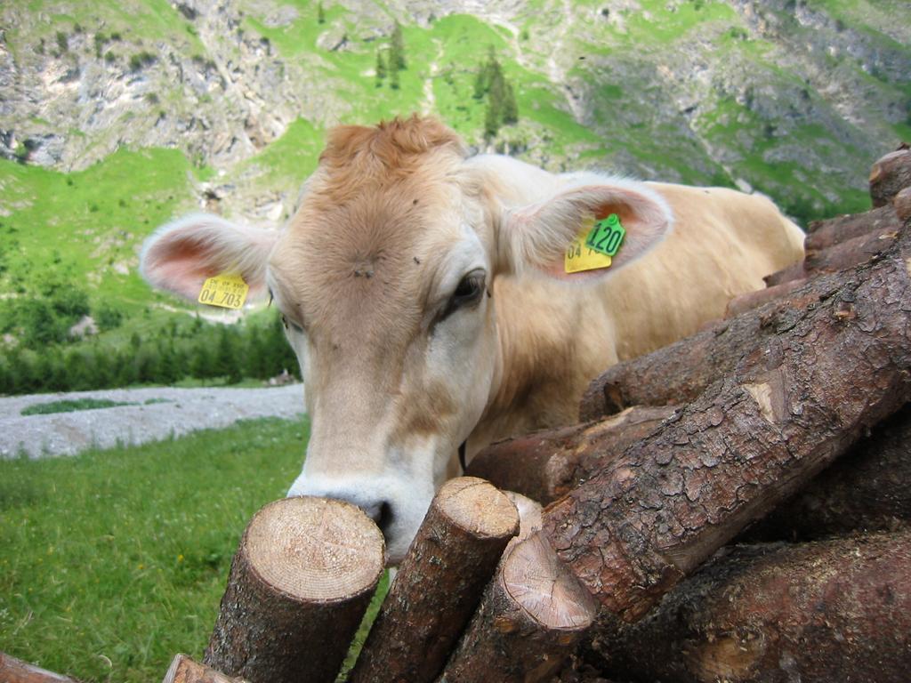 Apartament Haus Stein Oberstdorf Zewnętrze zdjęcie